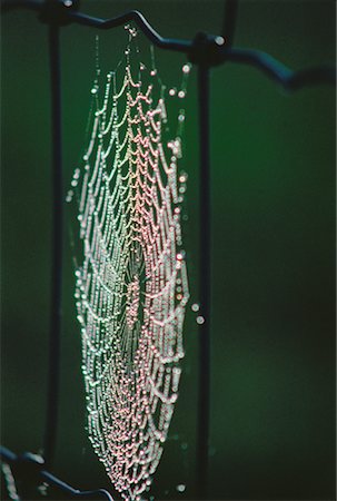 simsearch:600-00033749,k - Close-Up of Spider Web Reporoa, North Island New Zealand Stock Photo - Premium Royalty-Free, Code: 600-00028313