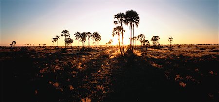 Grasslands at Sunset Near Okavango, Botswana Foto de stock - Sin royalties Premium, Código: 600-00029467