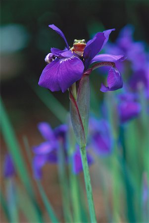 simsearch:700-00021622,k - Green Tree Frog on Iris Stock Photo - Premium Royalty-Free, Code: 600-00021620