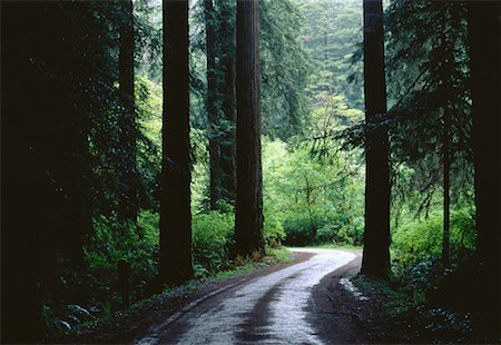 forêt de séquoias - Route à travers la Californie Redwood Forest Jedidiah Smith State Park Photographie de stock - Premium Libres de Droits, Code: 600-00021973