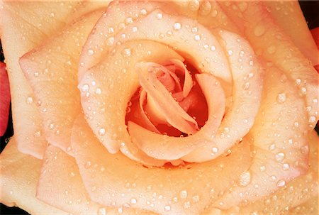 simsearch:700-00955111,k - Close-Up of Rose with Water Drops Foto de stock - Sin royalties Premium, Código: 600-00022171