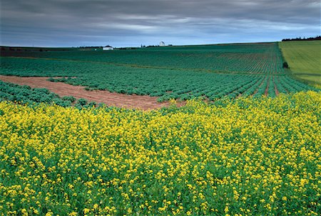 simsearch:600-00026348,k - Fleurs sauvages et les champs de pommes de terre près de French River, Queens County, Prince Edward Island, Canada Photographie de stock - Premium Libres de Droits, Code: 600-00022361