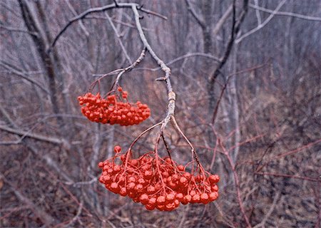 Mountain Ash Berries on Tree in Autumn Gaspe Peninsula, Quebec, Canada Stock Photo - Premium Royalty-Free, Code: 600-00022805