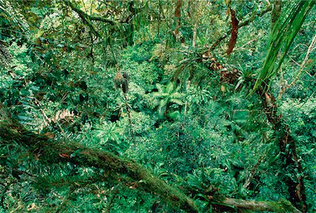 Tropical Rainforest Amazon Basin Napo Province, Ecuador Stock Photo - Premium Royalty-Free, Code: 600-00023228