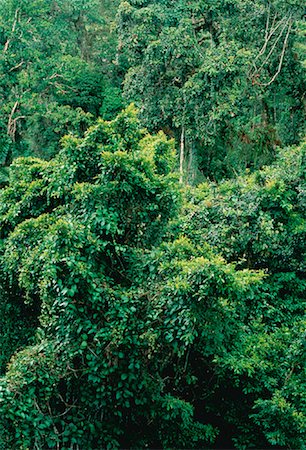 rain forest canopy - Tropical Rainforest Amazon Basin Napo Province, Ecuador Stock Photo - Premium Royalty-Free, Code: 600-00023236