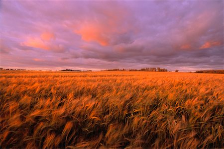 simsearch:600-00172409,k - Barley Field at Sunset Near Edmonton, Alberta, Canada Foto de stock - Sin royalties Premium, Código: 600-00035515