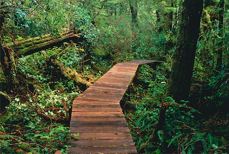 Path Through Forest Pacific Rim National Park Vancouver Island British Columbia, Canada Stock Photo - Premium Royalty-Free, Code: 600-00036058