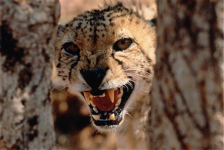 simsearch:700-00001647,k - Portrait of Cheetah Snarling Foto de stock - Sin royalties Premium, Código: 600-00030505