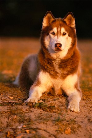 simsearch:600-00073362,k - Portrait of Husky Outdoors Foto de stock - Sin royalties Premium, Código: 600-00030899