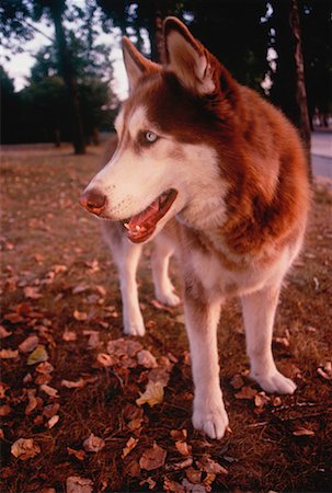 simsearch:600-00073362,k - Husky Standing Outdoors Foto de stock - Sin royalties Premium, Código: 600-00030901