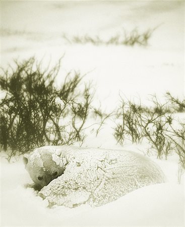 simsearch:600-00032886,k - Polar Bear Lying in Snow Stock Photo - Premium Royalty-Free, Code: 600-00032886