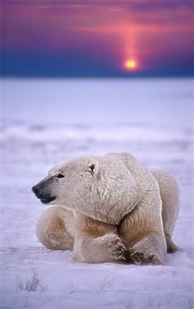 simsearch:600-00032886,k - Polar Bear Stock Photo - Premium Royalty-Free, Code: 600-00032883