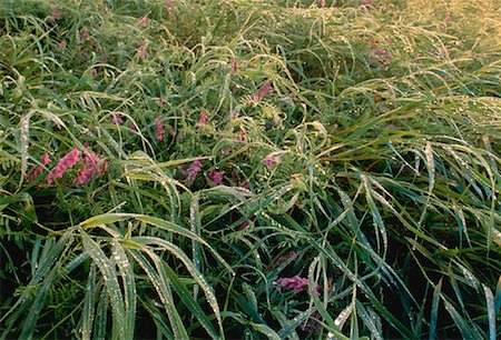 simsearch:600-01124236,k - Dew Drops on Morning Field Near Gananoque, Ontario, Canada Stock Photo - Premium Royalty-Free, Code: 600-00033749