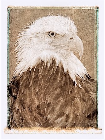 simsearch:600-00045765,k - Portrait of Bald Eagle Foto de stock - Royalty Free Premium, Número: 600-00045765