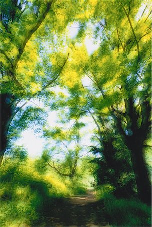 Chemin d'accès et les arbres Parc de la Gatineau (Québec), Canada Photographie de stock - Premium Libres de Droits, Code: 600-00048676