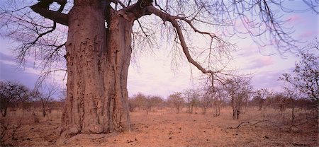 Baobab Tree, Botswana, South Africa Foto de stock - Sin royalties Premium, Código: 600-00048809