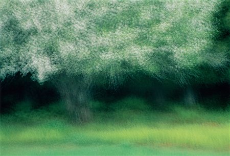 Blurred Apple Tree in Bloom Shamper's Bluff, New Brunswick Canada Stock Photo - Premium Royalty-Free, Code: 600-00040243