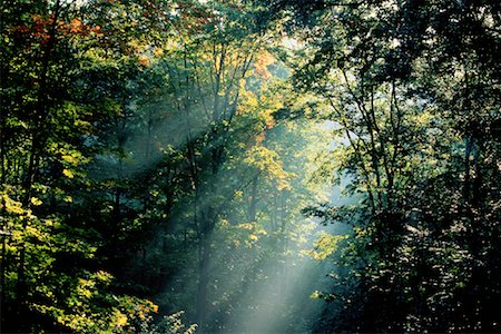 Trees Haliburton, Ontario, Canada Fotografie stock - Premium Royalty-Free, Codice: 600-00040742