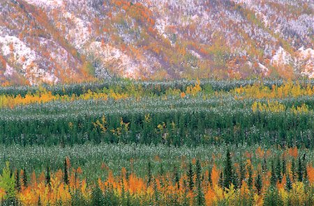 simsearch:600-00076773,k - Trees in Autumn Near Whitehorse Yukon Territories, Canada Foto de stock - Sin royalties Premium, Código: 600-00043104