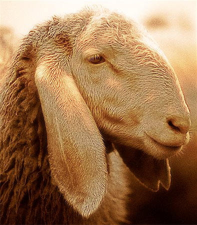 Long Eared Sheep Dolomites, Italy Stock Photo - Premium Royalty-Free, Code: 600-00043322