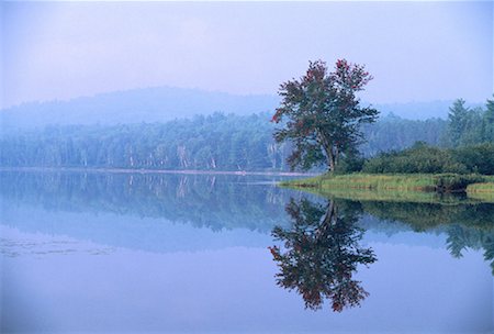 simsearch:600-00043665,k - Tree near Water with Mist Dumoine River Quebec, Canada Foto de stock - Sin royalties Premium, Código: 600-00043665