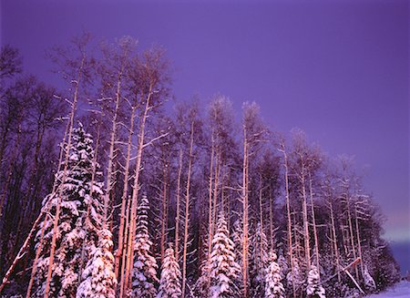 simsearch:600-00033598,k - Fresh Snow on Trees Near Nojack, Alberta, Canada Stock Photo - Premium Royalty-Free, Code: 600-00043676