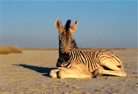 Portrait of Young Zebra Lying on Sand Stock Photo - Premium Royalty-Free, Code: 600-00054079