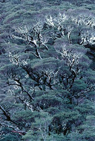 simsearch:600-00948650,k - Overview of Forest Fiordland National Park South Island, New Zealand Foto de stock - Royalty Free Premium, Número: 600-00054680