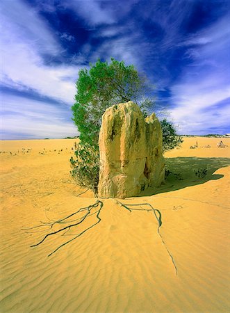 simsearch:614-02392785,k - Pinnacles and Tree in Sand Nambung National Park Australia Foto de stock - Sin royalties Premium, Código: 600-00054694