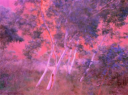 Gum Trees in Wind Uluru National Park Northern Territory, Australia Foto de stock - Sin royalties Premium, Código: 600-00054874