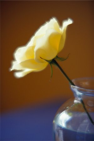 simsearch:600-00057237,k - Close-Up of White Rose in Vase Stock Photo - Premium Royalty-Free, Code: 600-00057237