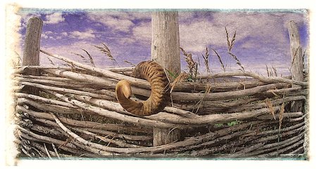 Ram's Horn on Wood Fence, L'Anse aux Meadows National Historic Site, Newfoundland and Labrador, Canada Foto de stock - Sin royalties Premium, Código: 600-00059018