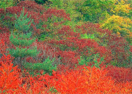 simsearch:600-00076773,k - Overview of Trees in Autumn, Barrie, Ontario, Canada Foto de stock - Sin royalties Premium, Código: 600-00059231