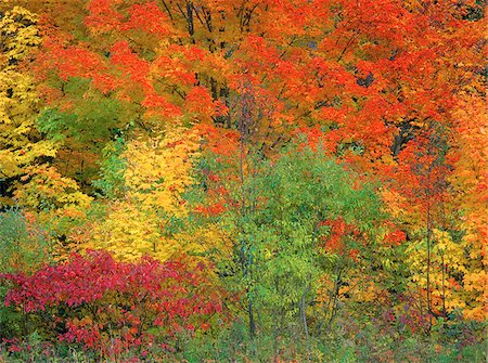 daryl benson nature landscape - Vue d'ensemble des arbres en automne, rive-nord, Gaspésie Penninsula, Québec, Canada Photographie de stock - Premium Libres de Droits, Code: 600-00059320