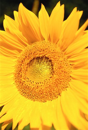 detail of sunflower - Close-Up of Sunflower Stock Photo - Premium Royalty-Free, Code: 600-00059830