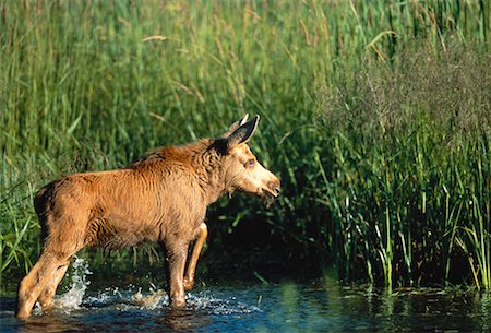 simsearch:600-00004037,k - Moose Calf Standing in Water Near Tall Grass Ontario, Canada Stock Photo - Premium Royalty-Free, Code: 600-00051366