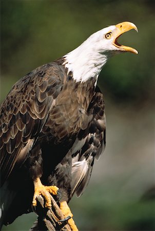 serre (oiseau) - Aigle à tête blanche survolent à toute vitesse (Ontario), Canada Photographie de stock - Premium Libres de Droits, Code: 600-00051368