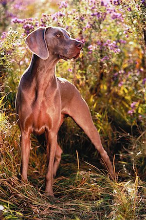 simsearch:600-00073362,k - Weimaraner Standing in Field of Tall Grass Foto de stock - Sin royalties Premium, Código: 600-00052399