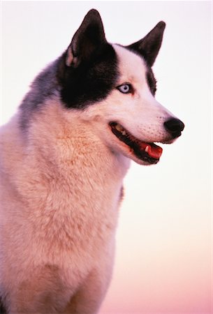 simsearch:600-00073362,k - Portrait of Siberian Husky Outdoors Foto de stock - Sin royalties Premium, Código: 600-00052625