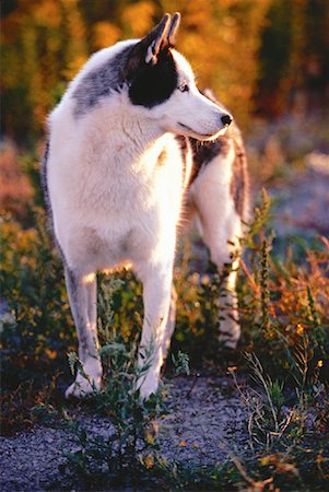 simsearch:600-00073362,k - Siberian Husky Standing on Grass Foto de stock - Sin royalties Premium, Código: 600-00052623