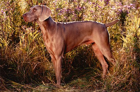 simsearch:600-00073362,k - Profile of Weimaraner Standing Near Bushes Foto de stock - Sin royalties Premium, Código: 600-00052630