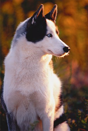 simsearch:600-00073362,k - Portrait of Siberian Husky Sitting Outdoors Foto de stock - Sin royalties Premium, Código: 600-00052730