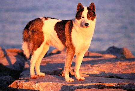 simsearch:600-00073362,k - Portrait of Siberian Husky Standing on Rock at Sunset Foto de stock - Sin royalties Premium, Código: 600-00052731