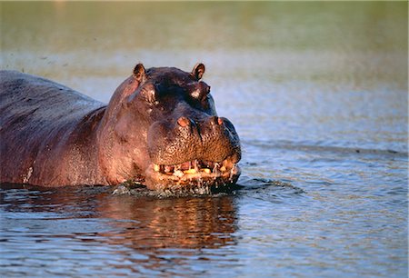 Hippopotamus in River Foto de stock - Sin royalties Premium, Código: 600-00053206