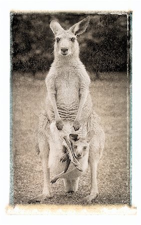Portrait of Kangaroo with Joey in Pouch Queensland, Australia Foto de stock - Sin royalties Premium, Código: 600-00053271