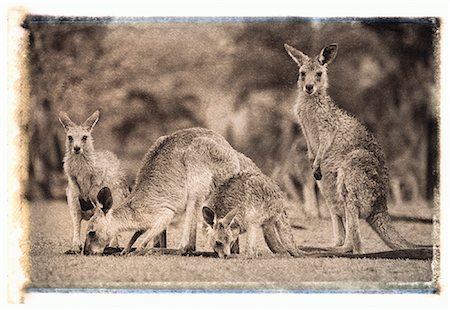 polaroid transfer - Four Kangaroos in Field Queensland, Australia Stock Photo - Premium Royalty-Free, Code: 600-00053669