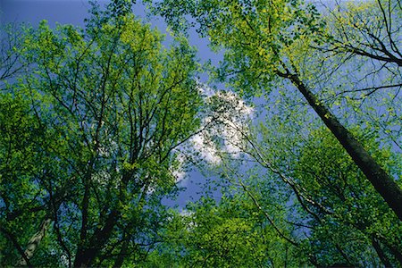 Looking Up at Trees and Sky, Great Smoky Mountains National Park, Tennessee, USA Stock Photo - Premium Royalty-Free, Code: 600-00065446