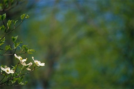 Dogwood Blossoms in Forest, Great Smoky Mountains National Park, Tennessee, USA Stock Photo - Premium Royalty-Free, Code: 600-00065449