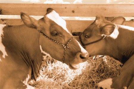 Cows in Barn Stock Photo - Premium Royalty-Free, Code: 600-00066986