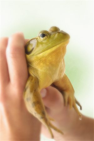 Child's Hands Holding Frog Stock Photo - Premium Royalty-Free, Code: 600-00066997